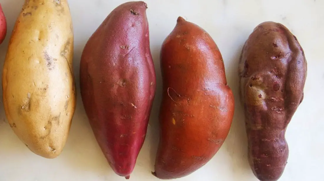 What-is-the-difference-between-a-Japanese-sweet-potato-and-a-regular-sweet-potato Differences between a Japanese sweet potato and a regular sweet potato: